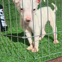 توله سگ شی وا وا جیبی|سگ|گرگان, |دیوار