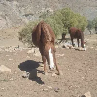 اسب