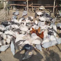 مرغ شاخدار دررنگ های مختلف|حیوانات مزرعه|قائمشهر, |دیوار