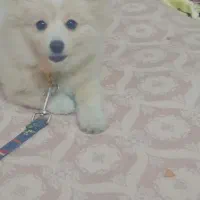 سگ‌پامر پاکوتاه روبایی