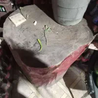 کونده کبابی در حد