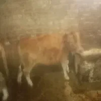 گاو به همراه گوساله|حیوانات مزرعه|تبریز, |دیوار