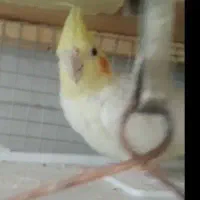 عروس هلندی مولد و تک|پرنده|تاکستان, |دیوار