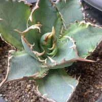 ۴ تا اگاو میکس|گل و گیاه طبیعی|تهران, مهران|دیوار