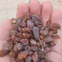 کشمش ضایعات شیره ای درجه یک