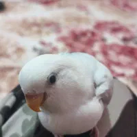 جوجه برزیلی خوش رنگ