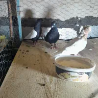کبوتر رنگی|پرنده|بوئین زهرا, |دیوار