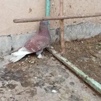 رواعب|پرنده|قم, شاه سید علی|دیوار