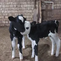 دوراس گوساله شیری