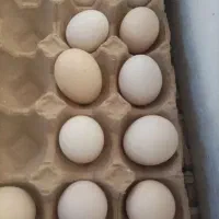 تخم مرغ گلین نطفه دار