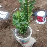 گل طبیعی