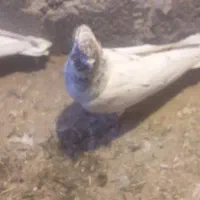 کفتر کله ای|پرنده|بستان آباد, |دیوار