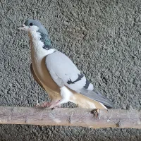 کبوتر بدرنگ نر|پرنده|پیر بکران, |دیوار