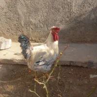 خروس کردی مست