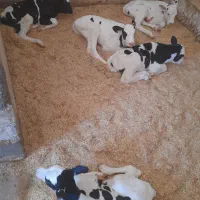 گوساله نر شیر خوار