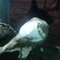 فروش بوقلمون