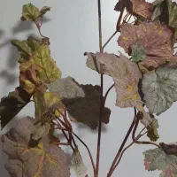 برگ پاییزی گلد کیش نو