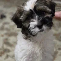 واگذاری سگ شیتزو