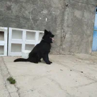 سگ ژرمن بلک