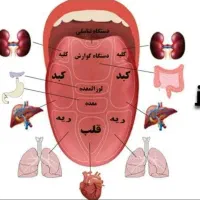 سونوگرافی بدن با علم زبان شناسی