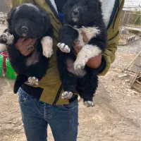 واگذاری قدرجونی