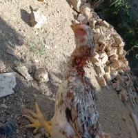 مرغ لاری