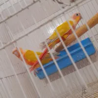 جفت ردچیک   پایدگرینچیک|پرنده|مشهد, کوه سنگی|دیوار