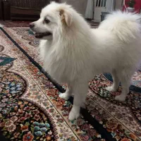 نژاد پام اسپیتز|سگ|یزد, |دیوار