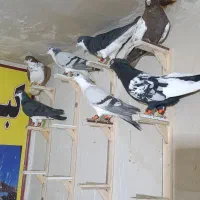 کفتر