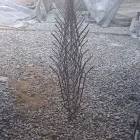 تولیدکننده حفاظ شاخ گوزنی|خدمات پیشه و مهارت|گنبد کاووس, |دیوار