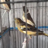 قناری ابلغ سرخ|پرنده|مرودشت, علی‌آباد‎|دیوار