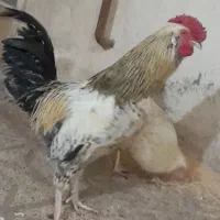 خروس ۷ماهه گلین