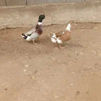 معاوضه و فروش|حیوانات مزرعه|گتوند, |دیوار