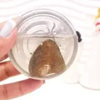 گردنبند مروارید عشق|بدلیجات|مشهد, هفده شهریور|دیوار