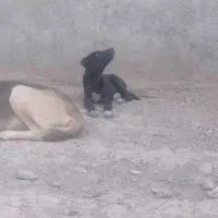 توله دوبرمن سراب|سگ|مشهد, حجت|دیوار