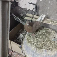 کفتر دم سفید شونی|پرنده|بروجرد, |دیوار