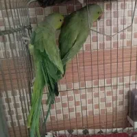 دوعدد طوطی ملنگو نر|پرنده|زرند, |دیوار