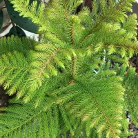 گلخانه اکسیژن|گل و گیاه طبیعی|مشهد, تلگرد|دیوار