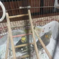 با سلام یک جفت عروس هلندی