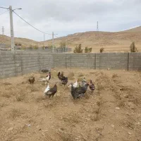 بوقلمون محلی