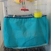 طوطی کوتوله برزیلی