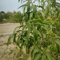 باغ-و-باغچه-سند-دار-همراه-سند-اب