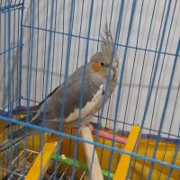 عروس هلندی ماده رام و دستی