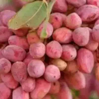 کارگر پسته چین هستیم