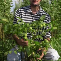 فروش درخت گردو جمال پیوندی شناسه دار و تضمینی|خدمات باغبانی و درختکاری|سی‌سخت, |دیوار