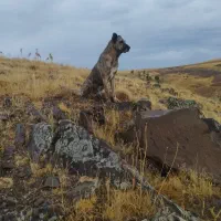 سگ گله