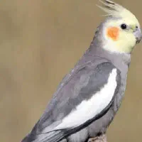 عروس هلندی