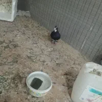 یه جفت کفتر پلنگ تخم جوجه ای