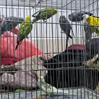 مرغ عشق کار داده