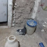 کبوتر|پرنده|شیروان (خراسان), |دیوار